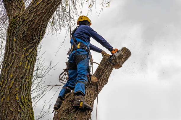 Best Tree Trimming and Pruning  in Pike Road, AL